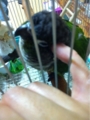 [Conure][ウロコインコ][ウロコインコ][インコ]くるみ（地震はやだよー）