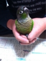 [Conure][ウロコインコ][ウロコインコ][インコ]くるみ（こういう姿ってかわいいのかな？）