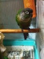 [Conure][ウロコインコ][ウロコインコ][インコ]くるみ（噛みたいのー！）