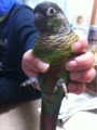 [Conure][ウロコインコ][ウロコインコ][インコ]くるみ（あっども！）