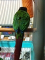 [Conure][ウロコインコ][ウロコインコ][インコ]くるみ（起きないぞー！）