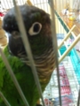 [Conure][ウロコインコ][ウロコインコ][インコ]くるみ（かわいいって言うなよ）