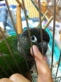 [Conure][ウロコインコ][ウロコインコ][インコ]くるみ（ぷにぷに）