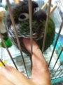 [Conure][ウロコインコ][ウロコインコ][インコ]くるみ（ぷにするともふになるのー！）