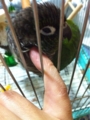 [Conure][ウロコインコ][ウロコインコ][インコ]くるみ（朝から気持ちいーね）