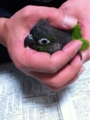 [Conure][ウロコインコ][ウロコインコ][インコ]（甘えちゃえー！）