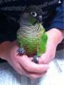 [Conure][ウロコインコ][ウロコインコ][インコ]くるみ（うろこの手入れ中）