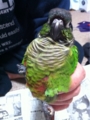 [Conure][ウロコインコ][ウロコインコ][インコ]くるみ（やたらもふもふ）