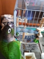 [Conure][ウロコインコ][ウロコインコ][インコ]くるみ（登る登る）