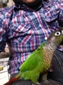 [Conure][ウロコインコ][ウロコインコ][インコ]くるみ（ぶーちゃんのももは暖かいし）