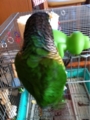 [Conure][ウロコインコ][ウロコインコ][インコ]くるみ（バックドロップ準備完了！）