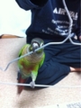 [Conure][ウロコインコ][ウロコインコ][インコ]くるみ（体操なら任せてー！）