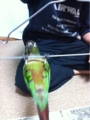 [Conure][ウロコインコ][ウロコインコ][インコ]くるみ（ぶーちゃん、逆上がりできる？）