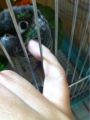 [Conure][ウロコインコ][ウロコインコ][インコ]くるみ（めっちゃぷに）