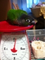 [Conure][ウロコインコ][ウロコインコ][インコ]くるみ（かじかじかじかじ）