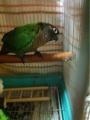 [Conure][ウロコインコ][ウロコインコ][インコ]くるみ（開けるなってー！）