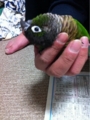 [Conure][ウロコインコ][ウロコインコ][インコ]くるみ（だらけ～）