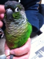 [Conure][ウロコインコ][ウロコインコ][インコ]くるみ（にらめっこしましょ）