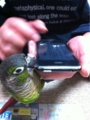 [Conure][ウロコインコ][ウロコインコ][インコ]くるみ（iPhoneはくーのものだからー！）