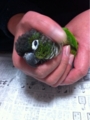 [Conure][ウロコインコ][ウロコインコ][インコ]くるみ（うわー、幸せ～）