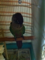 [Conure][ウロコインコ][ウロコインコ][インコ]くるみ（寒そうだから起きないよー！）