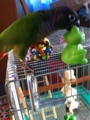 [Conure][ウロコインコ][ウロコインコ][インコ]くるみ（怪獣だもんねー）