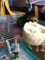 [Conure][ウロコインコ][ウロコインコ][インコ]くるみ（ぶーちゃん、捕ってね！）