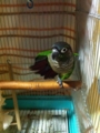 [Conure][ウロコインコ][ウロコインコ][インコ]くるみ（のびーっ！）