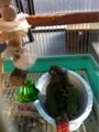 [Conure][ウロコインコ][ウロコインコ][インコ]くるみ（寒いけどさ）