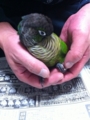 [Conure][ウロコインコ][ウロコインコ][インコ]くるみ（もふ度数すごいぞー！）