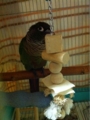 [Conure][ウロコインコ][ウロコインコ][インコ]くるみ（起きたくないから隠れるー！）