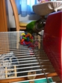 [Conure][ウロコインコ][ウロコインコ][インコ]くるみ（体重計は強敵だっ！）