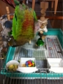 [Conure][ウロコインコ][ウロコインコ][インコ]くるみ（ほら、トム・クルーズ！）