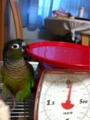 [Conure][ウロコインコ][ウロコインコ][インコ]くるみ（ついでにカジカジ）