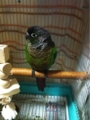 [Conure][ウロコインコ][ウロコインコ][インコ]くるみ（ぷいっ！）