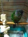 [Conure][ウロコインコ][ウロコインコ][インコ]くるみ（冷たくしすぎたかな？）