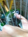 [Conure][ウロコインコ][ウロコインコ][インコ]くるみ（まあいいや、がぶっ！）