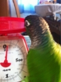 [Conure][ウロコインコ][ウロコインコ][インコ]くるみ（くちばしの重さ量るのー！）