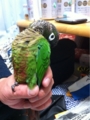 [Conure][ウロコインコ][ウロコインコ][インコ]くるみ（この姿勢だと背中かきやすいっ！）