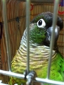 [Conure][ウロコインコ][ウロコインコ][インコ]くるみ（おはよー！）