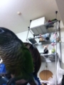 [Conure][ウロコインコ][ウロコインコ][インコ]くるみ（邪魔したれー！）