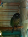 [Conure][ウロコインコ][ウロコインコ][インコ]くるみ（ぼやーん）