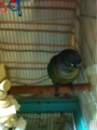 [Conure][ウロコインコ][ウロコインコ][インコ]くるみ（走ったの？　知らなかった…）