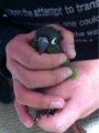 [Conure][ウロコインコ][ウロコインコ][インコ]くるみ（温いねー）