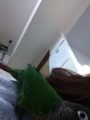 [Conure][ウロコインコ][ウロコインコ][インコ]くるみ（ぶーちゃんの肩の上ー！）