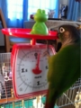 [Conure][ウロコインコ][ウロコインコ][インコ]くるみ（何でそっち向いてるのー！）