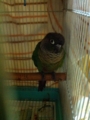 [Conure][ウロコインコ][ウロコインコ][インコ]くるみ（むすっ）