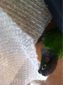 [Conure][ウロコインコ][ウロコインコ][インコ]くるみ（これ、くーのだからねー！）