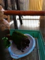 [Conure][ウロコインコ][ウロコインコ][インコ]くるみ（お風呂だーっ！）