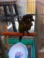[Conure][ウロコインコ][ウロコインコ][インコ]くるみ（気持ちいーなー）
